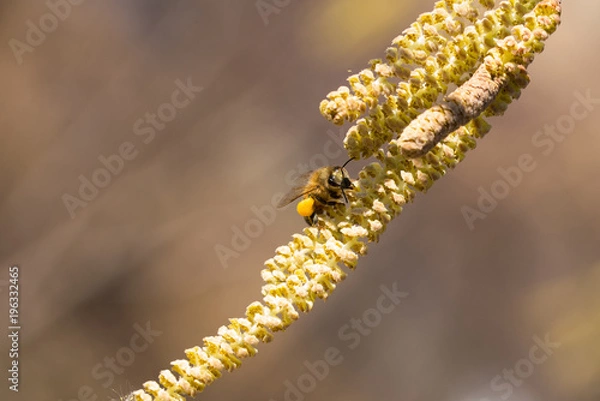 Obraz Bee collects pollen on Hazel plant,springtime