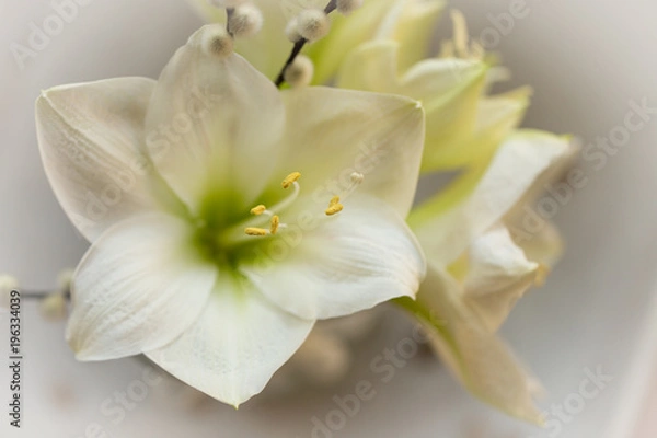 Fototapeta Weiße Amaryllis zu Weihnachten