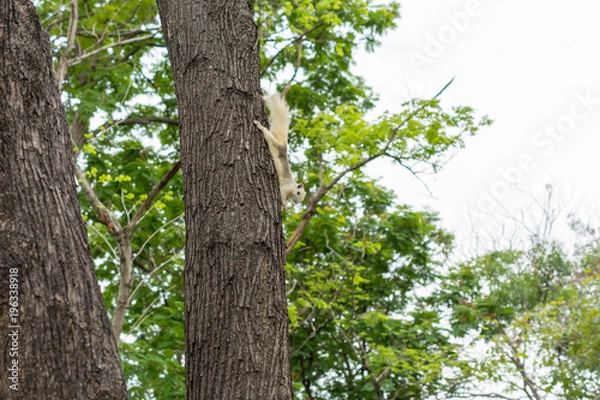 Fototapeta リス・木・緑・自然・公園