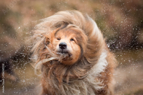 Obraz Schüttender Collie