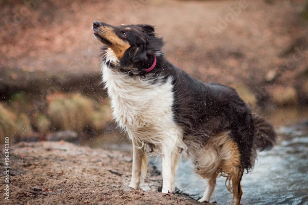 Obraz Schüttelhund im Wasser