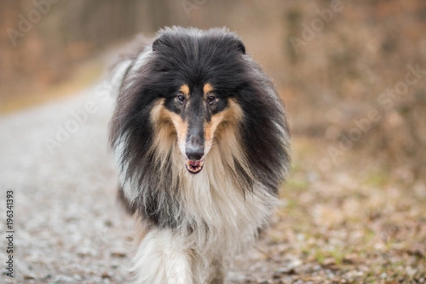 Obraz Dog portrait Rough Collie