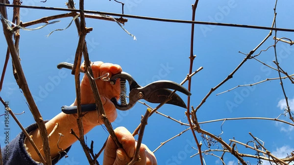 Fototapeta Man pruning grape in a vineyard selective focus on hand