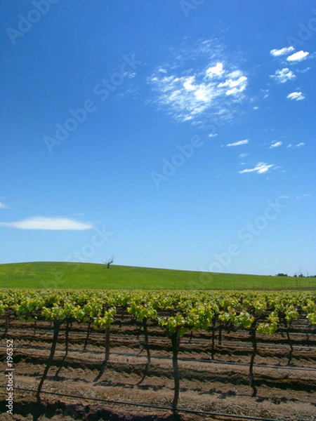 Fototapeta vineyard