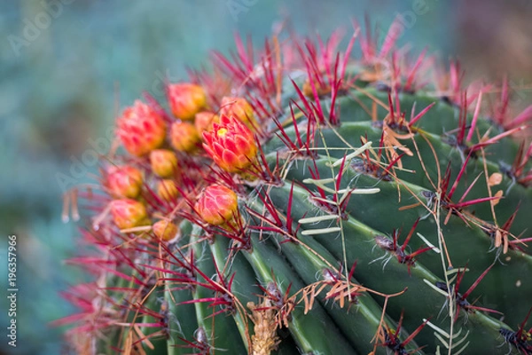 Fototapeta Blooming Cactus