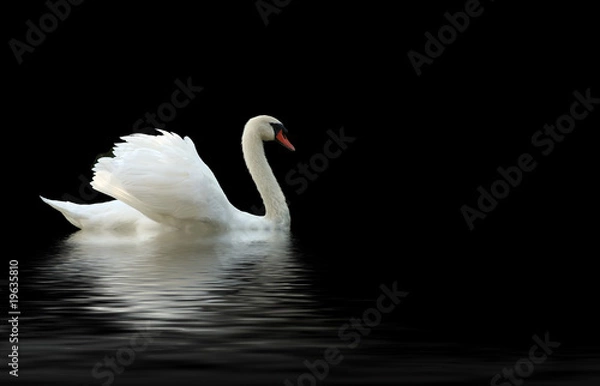 Obraz swan