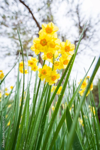 Fototapeta Yellow Flowers