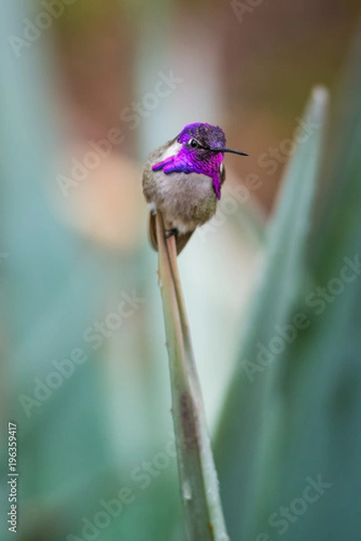 Fototapeta Hummingbird
