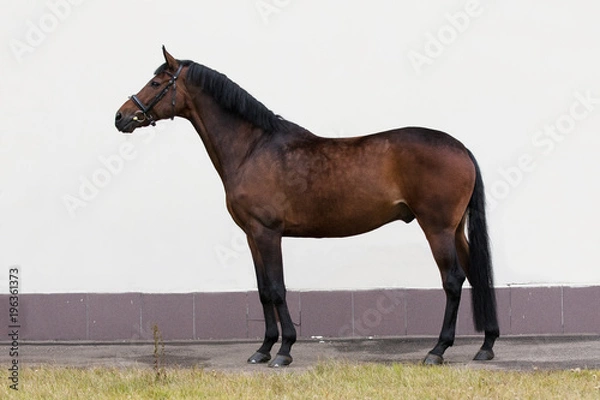 Obraz Bay horse on light background isolated, exterior	