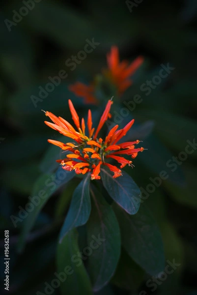 Fototapeta California Fuchsia