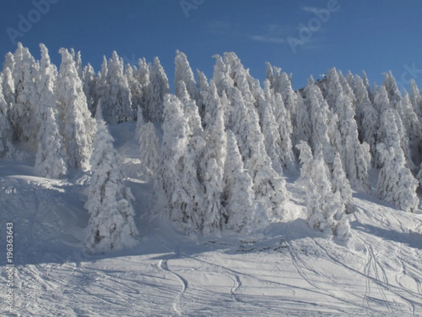 Obraz Sapins enneigés