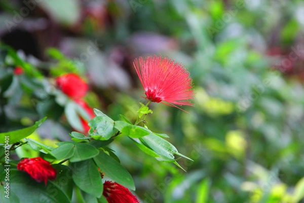 Fototapeta Red Flower