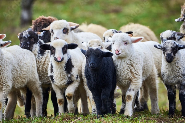 Fototapeta Lambs (Ovis aries)