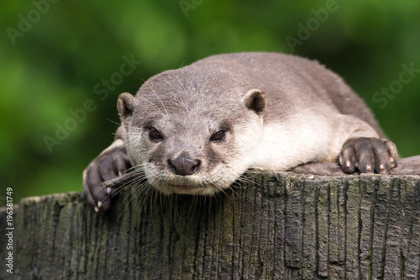 Fototapeta oriental otter portrait
