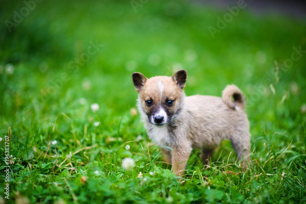 Fototapeta Cute puppy on green grass