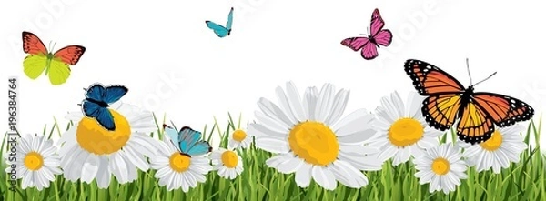 Obraz background with butterflies, daisies, grass