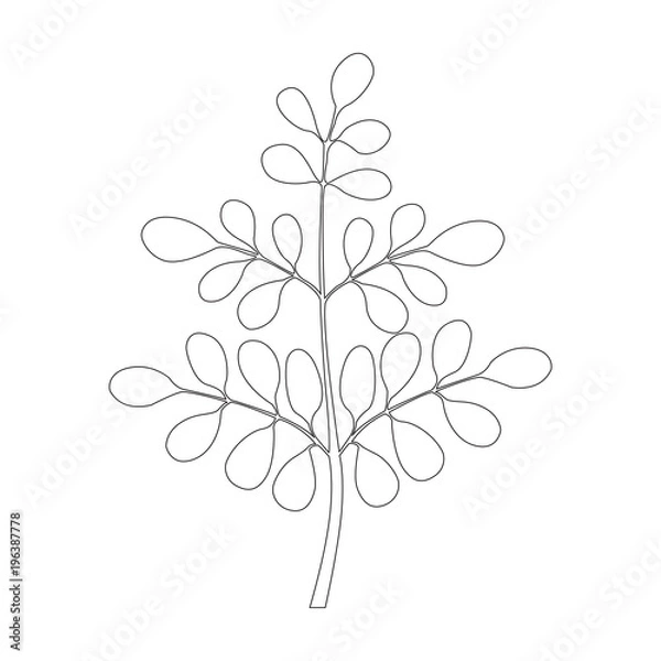 Obraz Moringa tree, Continuous one line