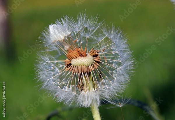 Obraz Ein verblühter Löwenzahn