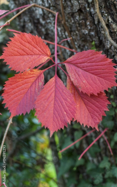 Obraz RED LEAF