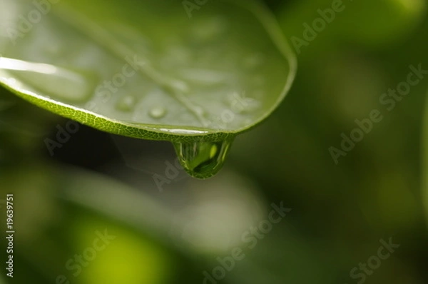 Fototapeta goutte d'eau