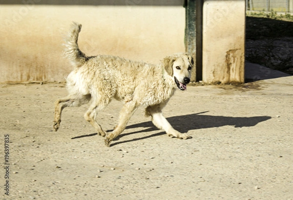 Obraz Funny attentive dog