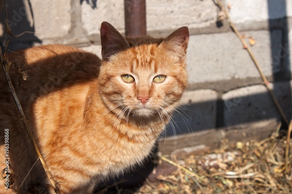 Fototapeta Red cat in the yard