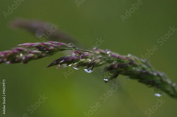 Fototapeta goutte d'eau