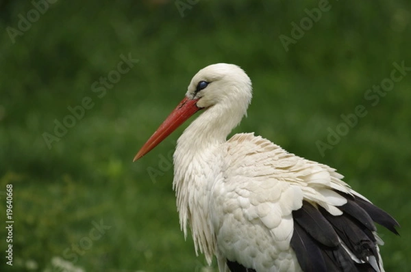 Fototapeta cigogne