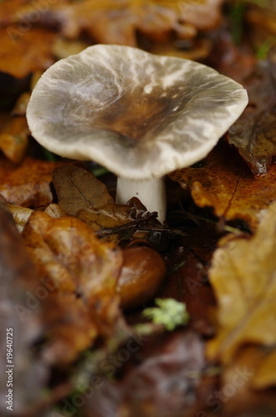 Fototapeta champignon