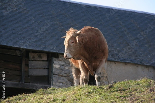 Fototapeta taureau