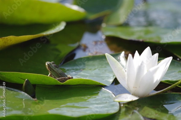 Fototapeta grenouille