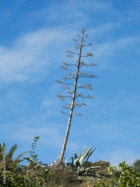 Fototapeta blühende Agave