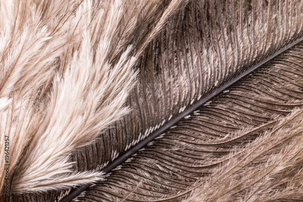 Obraz Super macro of ostrich feathers