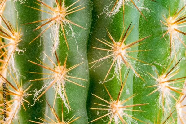 Fototapeta Super macro of green cactus thorns, spines, and prickles