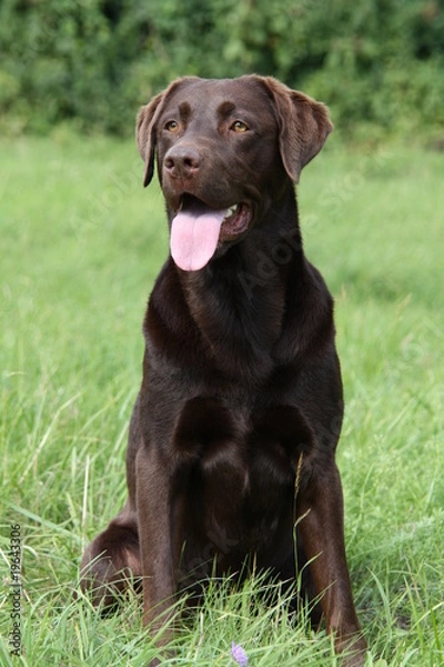 Obraz Brauner Labrador