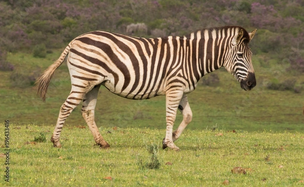 Obraz Zebra on the range