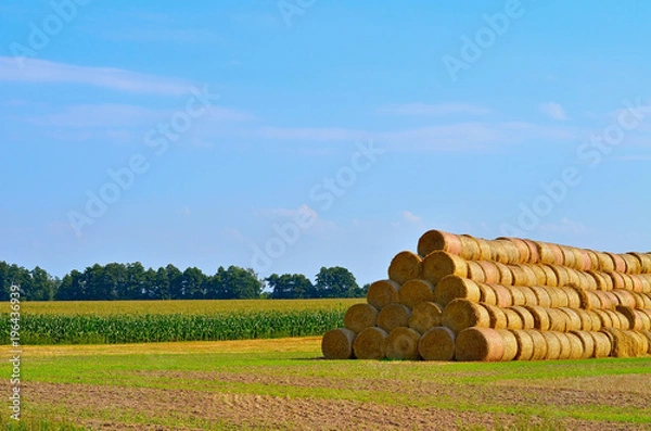 Fototapeta Agricultural background with copy space. Harvested straw on the field