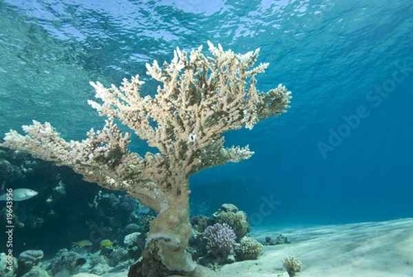 Obraz Tropical Coral Reef