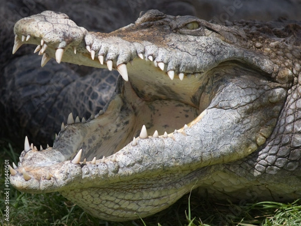 Obraz Crocodile with open jaws