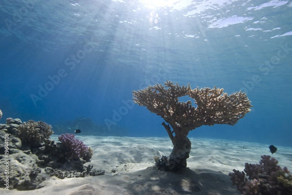 Obraz Reef scene and sunbeams
