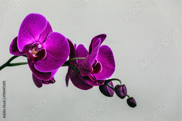 Obraz Moja orchidea