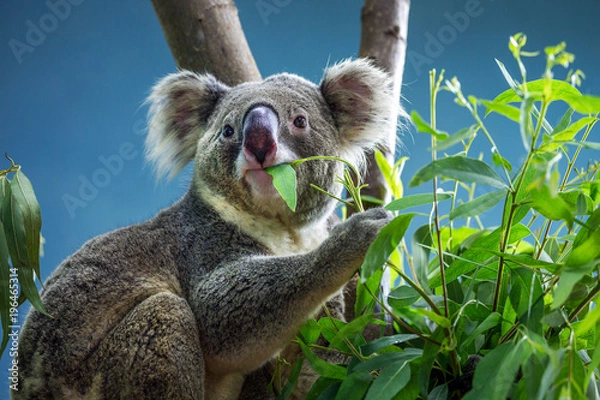 Obraz Koala is eating eucalyptus leaves.