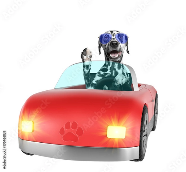Fototapeta Cute dalmatian dog enjoys ride in a car. Isolated on white