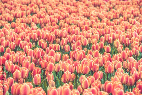 Fototapeta Multicolored tulips field in the Netherlands