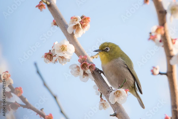Fototapeta メジロ