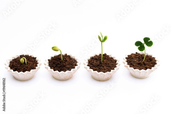 Obraz Growth-Plant growing stages