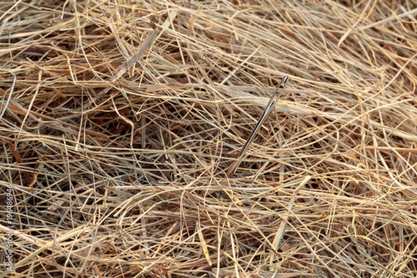 Fototapeta needle in a haystack/ needle in a haystack