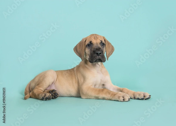 Fototapeta Cute yellow great dane puppy lying down seen from the side on a turquoise blue background