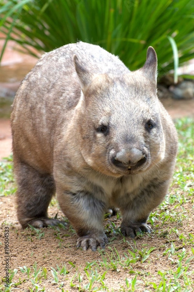 Fototapeta Common Wombat vombatus ursinus