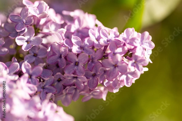 Fototapeta Lilac flowers on a tree in spring
